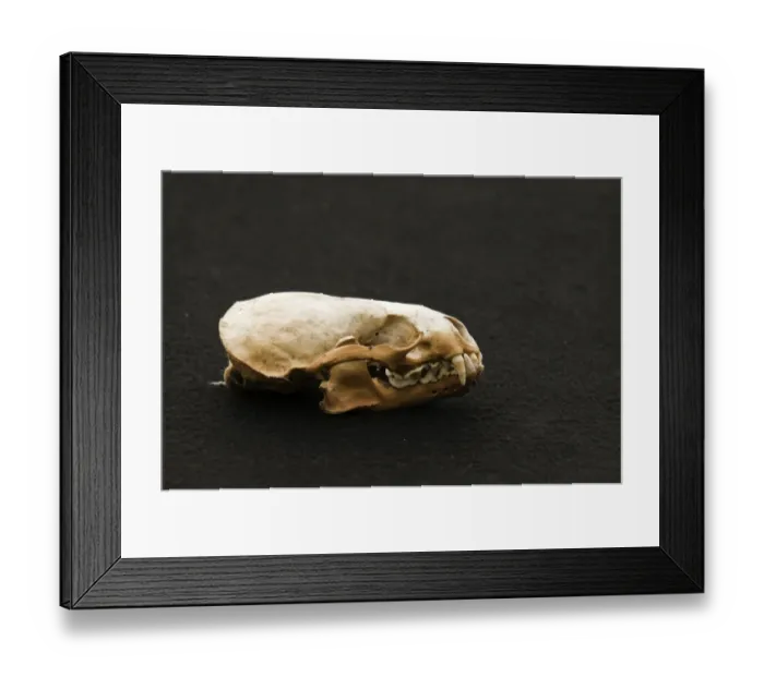 Framed Print : Otter Lutra lutra skull Shetland Scotland Framed Print : Otter Lutra lutra skull Shetland Scotland