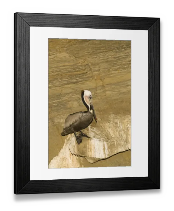 Framed Print : Brown Pelican Pelecanus occidentalis La Jolla California USA April Framed Print : Brown Pelican Pelecanus occidentalis La Jolla California USA April