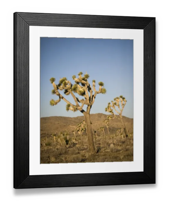 Framed Print : 005218 Framed Print : 005218