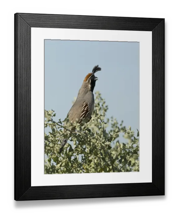 Framed Print : Gambels Quail Callipepla gambelii male calling California USA April