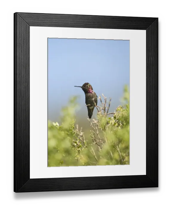 Framed Print : Annas Hummingbird Calypte anna San Diego California USA April Framed Print : Annas Hummingbird Calypte anna San Diego California USA April