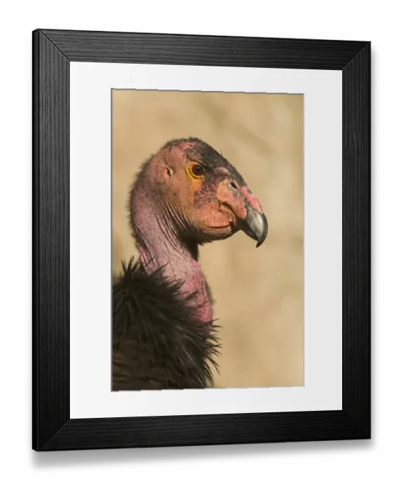 Framed Print : California Condor Gymnogyps californianus (wild) Arizona Framed Print : California Condor Gymnogyps californianus (wild) Arizona