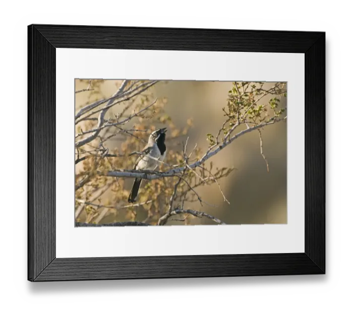 Framed Print : Black-throated Sparrow Amphispiza bilineata male Joshua Tree California April Framed Print : Black-throated Sparrow Amphispiza bilineata male Joshua Tree California April