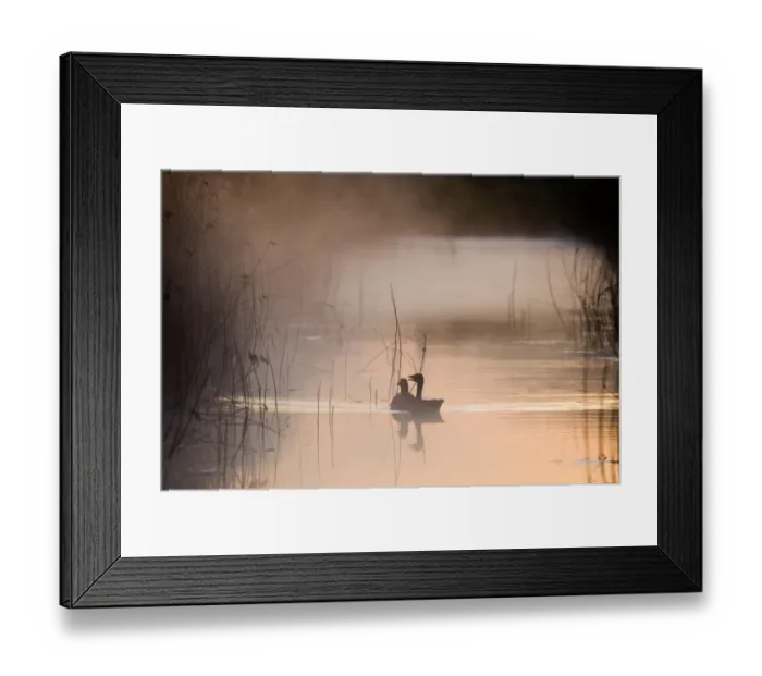 Framed Print : Greylag Goose Anser anser in dyke at dawn Cley NWT Reserve Norfolk April Framed Print : Greylag Goose Anser anser in dyke at dawn Cley NWT Reserve Norfolk April