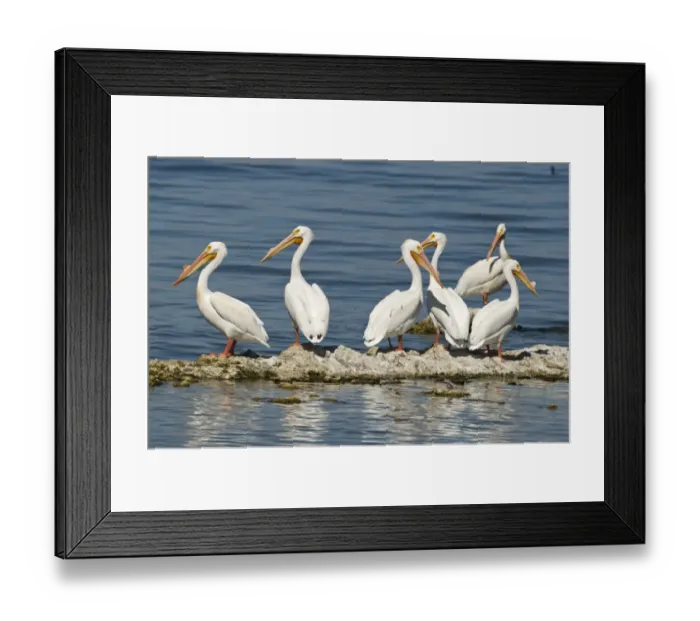 Framed Print : American White Pelicans Pelecanus erythrorhynchos Salton Sea California USA April Framed Print : American White Pelicans Pelecanus erythrorhynchos Salton Sea California USA April