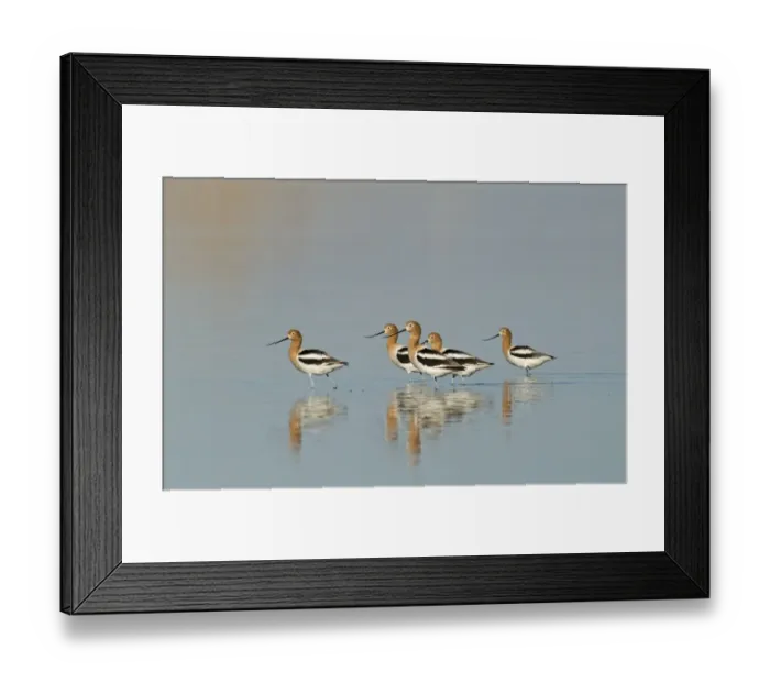 Framed Print : American Avocets Recurvirostra americana Salton Sea California USA April Framed Print : American Avocets Recurvirostra americana Salton Sea California USA April