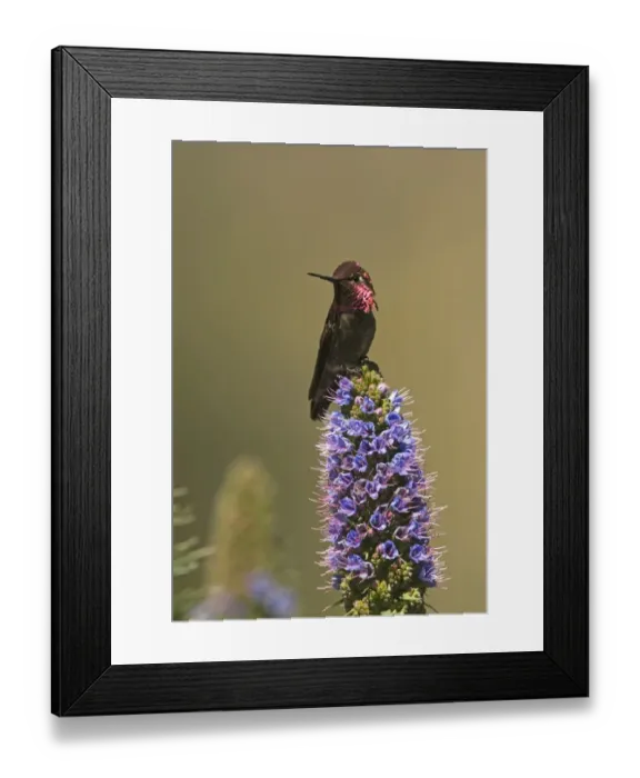 Framed Print : Annas Hummingbird Calypte anna San Diego California USA April Framed Print : Annas Hummingbird Calypte anna San Diego California USA April