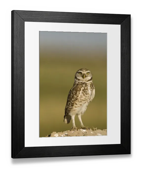 Framed Print : Burrowing Owl Athene cunicularia Salton Sea California USA April Framed Print : Burrowing Owl Athene cunicularia Salton Sea California USA April