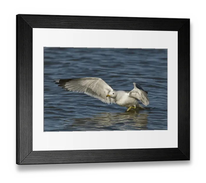 Framed Print : California Gull Larus californicus adult in breeding plumage Salton Sea California Framed Print : California Gull Larus californicus adult in breeding plumage Salton Sea California