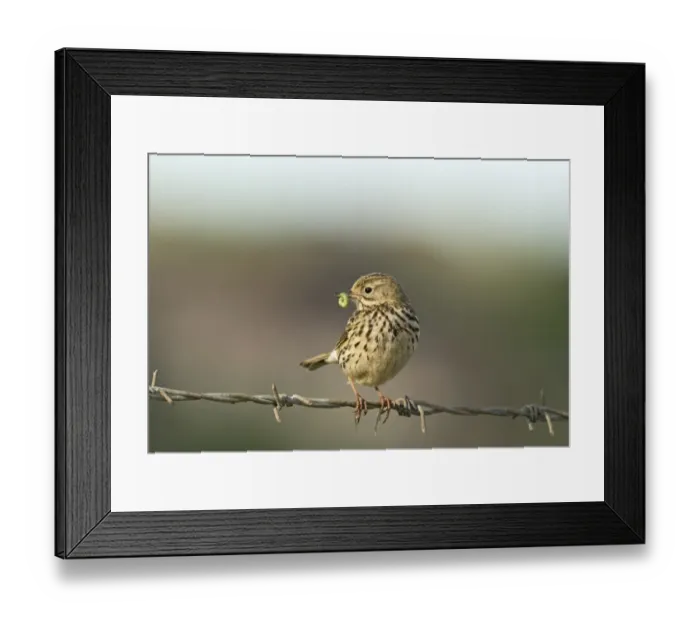 Framed Print : Meadow Pipit Anthus pratensis with caterpillar for young Norfolk May Framed Print : Meadow Pipit Anthus pratensis with caterpillar for young Norfolk May
