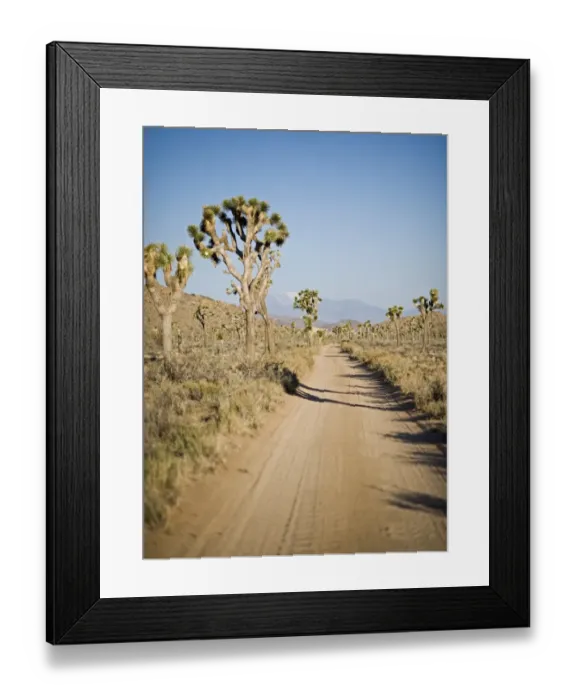 Framed Print : Joshua Trees Yucca brevifolia Joshua Tree National Park California USA April