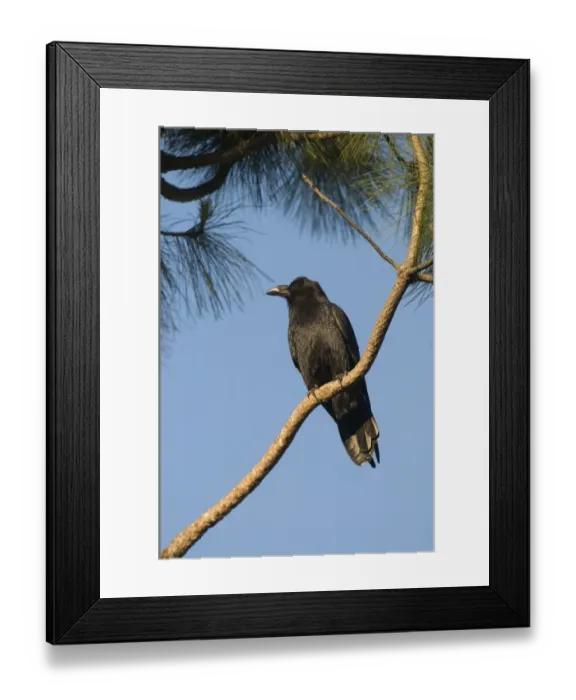 Framed Print : American Crow Corvus brachyrhynchos San Diego California USA Framed Print : American Crow Corvus brachyrhynchos San Diego California USA