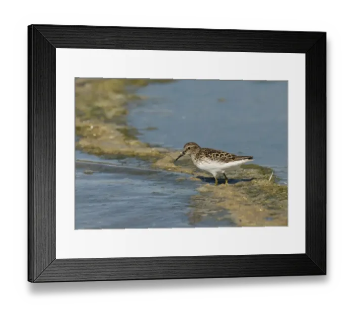 Framed Print : Least Sandpiper Calidris minutilla Salton Sea California USA April Framed Print : Least Sandpiper Calidris minutilla Salton Sea California USA April
