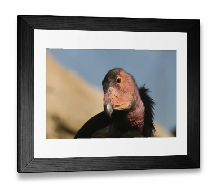 Framed Print : California Condor Gymnogyps californianus (wild) Arizona Framed Print : California Condor Gymnogyps californianus (wild) Arizona