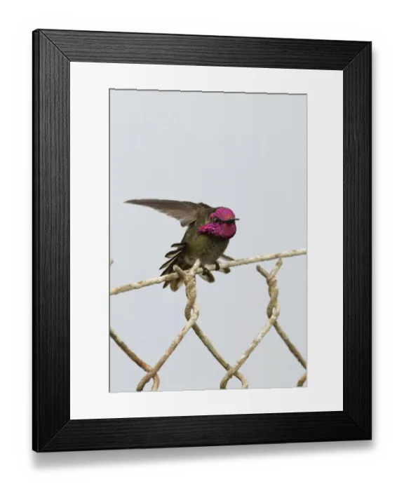 Framed Print : Annas Hummingbird Calypte anna on garden fence San Diego California USA Framed Print : Annas Hummingbird Calypte anna on garden fence San Diego California USA