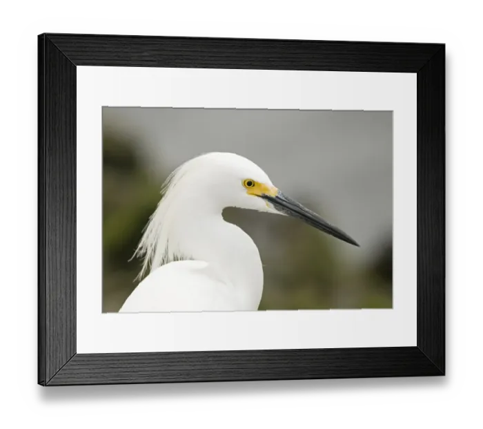 Framed Print : Snowy Egret Egretta thula Bolsa Chica Lagoon California April Framed Print : Snowy Egret Egretta thula Bolsa Chica Lagoon California April