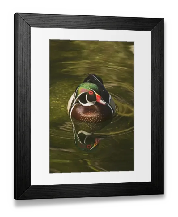 Framed Print : Wood Duck male Aix sponsa California April Framed Print : Wood Duck male Aix sponsa California April