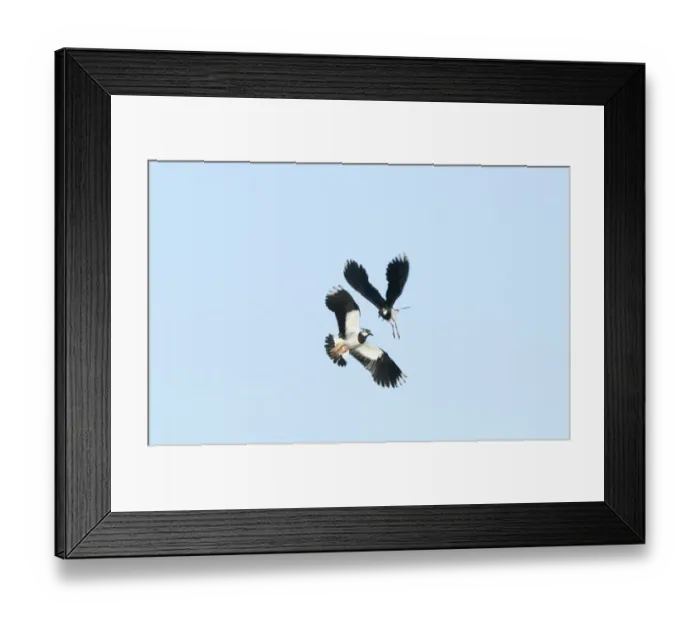 Framed Print : Lapwing Vanellus vanellus in territorial dispute Cley Norfolk April Framed Print : Lapwing Vanellus vanellus in territorial dispute Cley Norfolk April