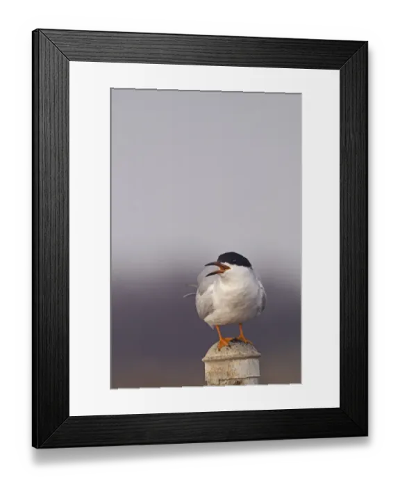 Framed Print : Forsters Tern Sterna forsteri adult breeding Bolsa Chica California USA Framed Print : Forsters Tern Sterna forsteri adult breeding Bolsa Chica California USA