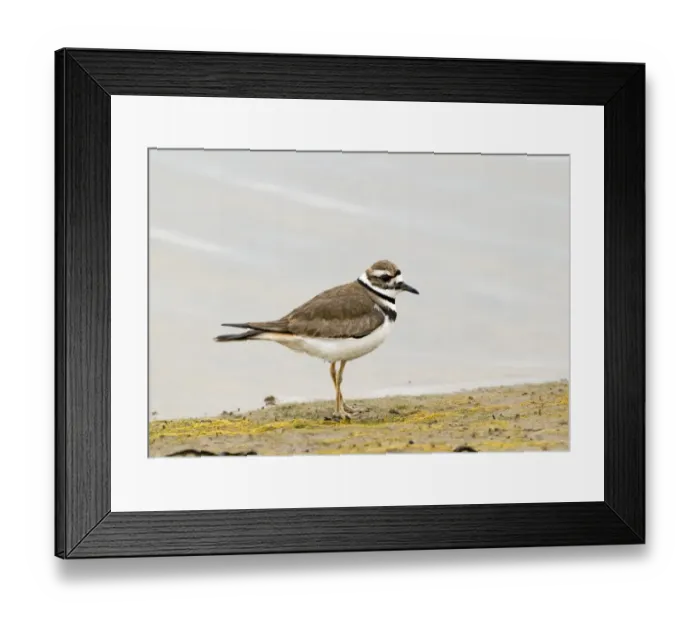 Framed Print : Killdeer Charadrius vociferus Bolsa Chica California USA April Framed Print : Killdeer Charadrius vociferus Bolsa Chica California USA April