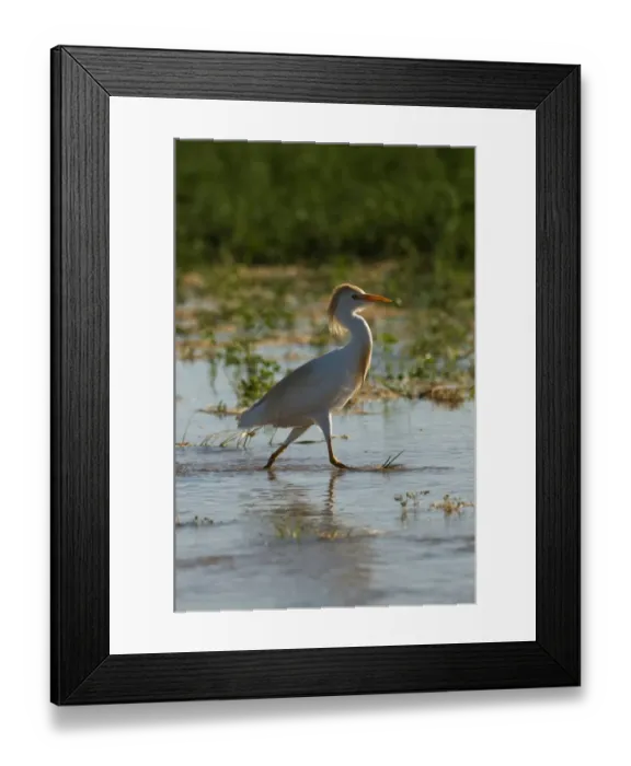 Framed Print : Cattle Egret Bubulcus ibis in breeding plumage California April Framed Print : Cattle Egret Bubulcus ibis in breeding plumage California April