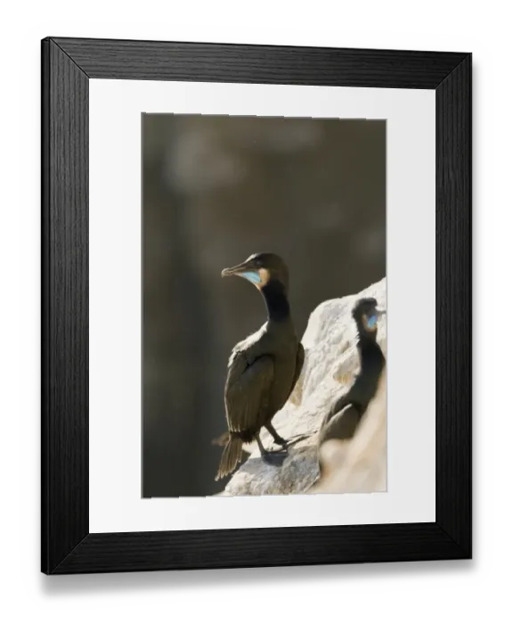 Framed Print : Brandts Cormorant Phalacrocorax penicillatus La Jolla California USA April