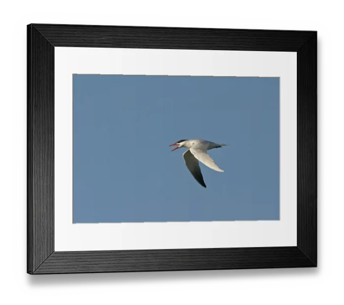 Framed Print : Caspian Tern Sterna caspia Salton Sea California USA April calling Framed Print : Caspian Tern Sterna caspia Salton Sea California USA April calling