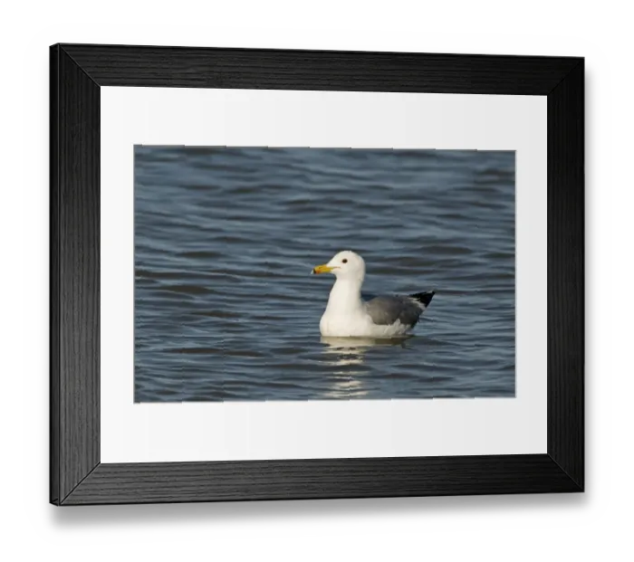 Framed Print : California Gull Larus californicus adult in breeding plumage Salton Sea California Framed Print : California Gull Larus californicus adult in breeding plumage Salton Sea California