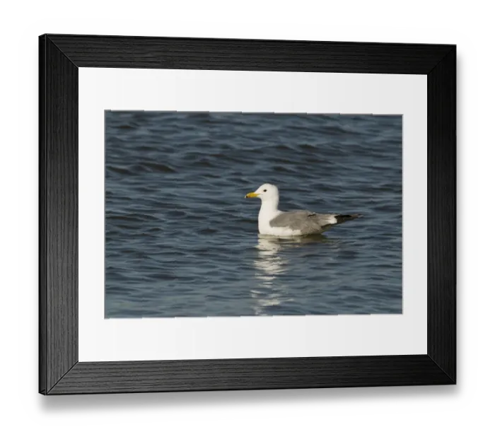 Framed Print : California Gull Larus californicus adult in breeding plumage Salton Sea California Framed Print : California Gull Larus californicus adult in breeding plumage Salton Sea California
