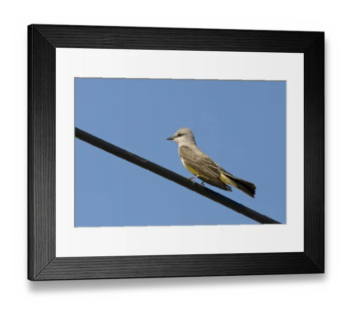 Framed Print : Western Kingbird Tyrannus verticalis Salton Sea California USA April Framed Print : Western Kingbird Tyrannus verticalis Salton Sea California USA April