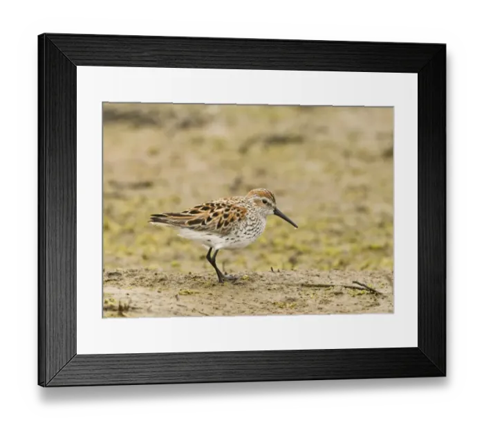 Framed Print : Western Sandpiper Calidris mauri in breeding plumage San Diego California April