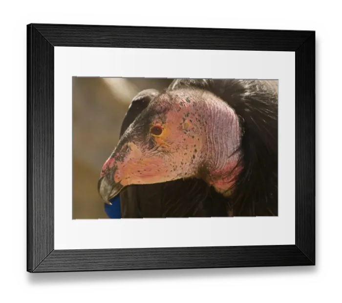 Framed Print : California Condor Gymnogyps californianus (wild) Arizona