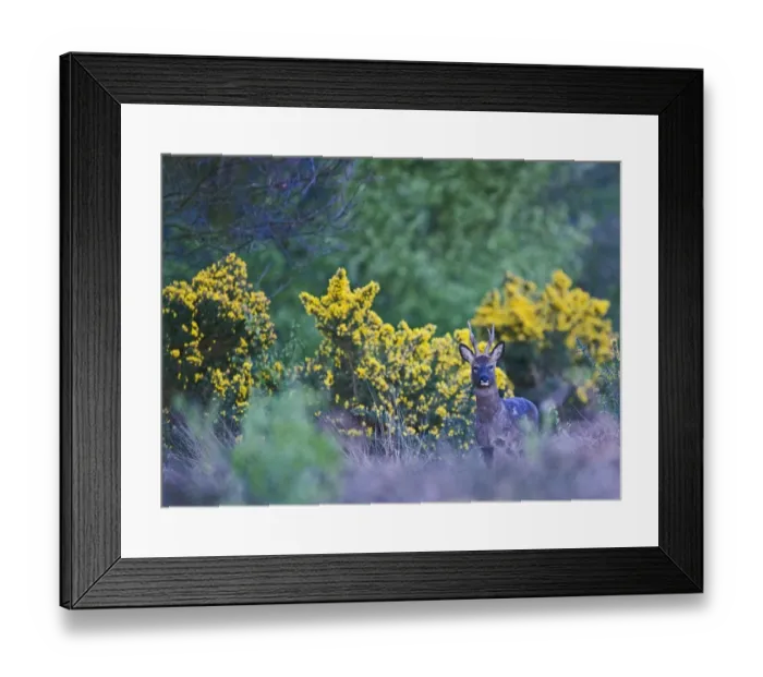 Framed Print : Roe Deer Capreolus capreolus buck on heath at dusk Norfolk April Framed Print : Roe Deer Capreolus capreolus buck on heath at dusk Norfolk April