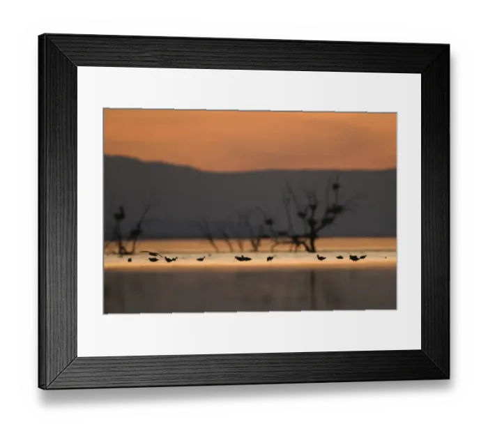 Framed Print : Migrant waders feeding in the Salton Sea at dusk California April Framed Print : Migrant waders feeding in the Salton Sea at dusk California April