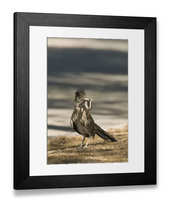 Framed Print : Greater Roadrunner Geococyx californianus adult alongside road with snake Salton Framed Print : Greater Roadrunner Geococyx californianus adult alongside road with snake Salton