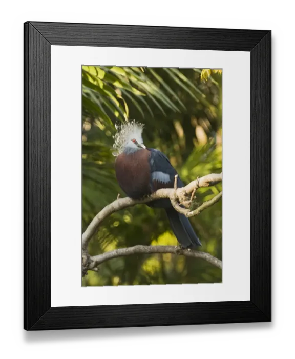 Framed Print : Victoria crowned Pigeon Goura victoria captive Framed Print : Victoria crowned Pigeon Goura victoria captive