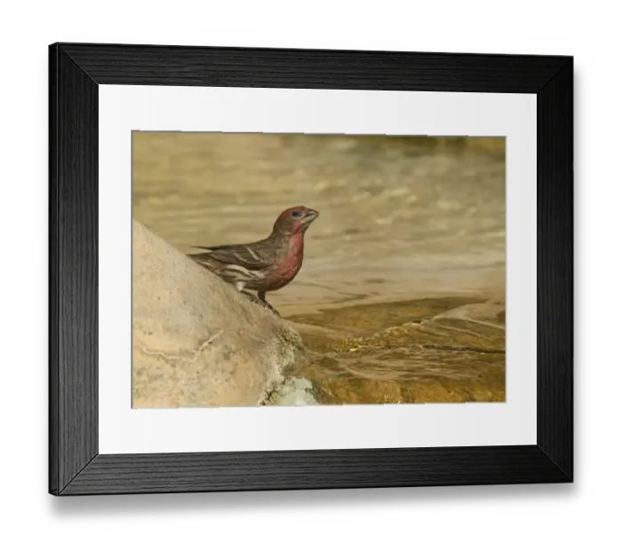 Framed Print : House Finch Carpodacus mexicanus male San Diego California Framed Print : House Finch Carpodacus mexicanus male San Diego California