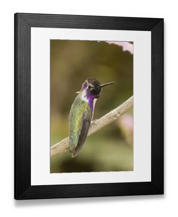 Framed Print : Costas Hummingbird Calypte costae California USA Framed Print : Costas Hummingbird Calypte costae California USA