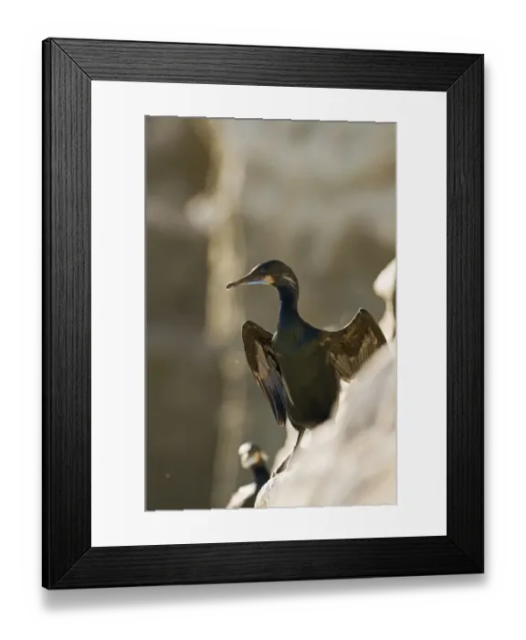 Framed Print : Brandts Cormorant Phalacrocorax penicillatus La Jolla California USA April Framed Print : Brandts Cormorant Phalacrocorax penicillatus La Jolla California USA April