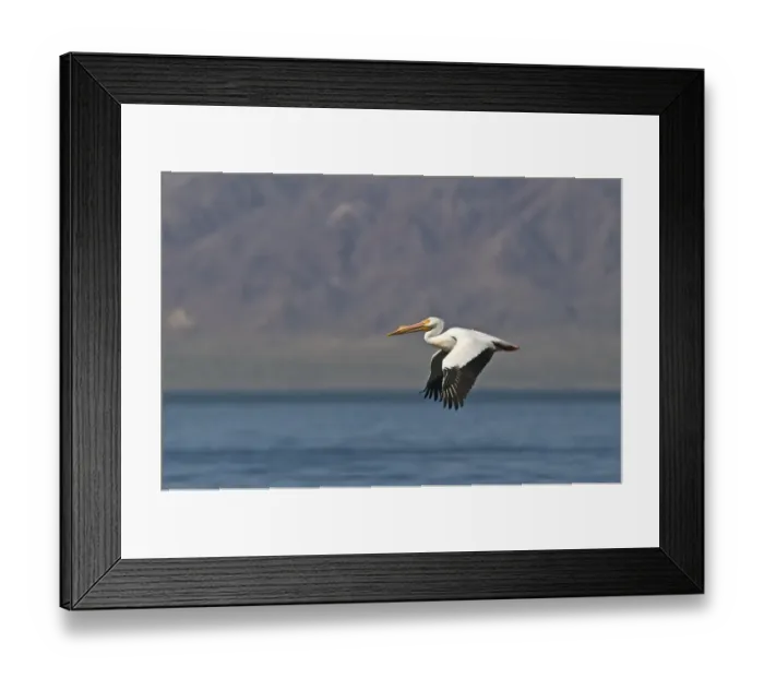 Framed Print : American White Pelican Pelecanus erythrorhynchos Salton Sea California USA April Framed Print : American White Pelican Pelecanus erythrorhynchos Salton Sea California USA April