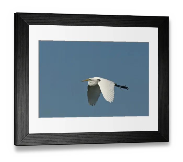 Framed Print : Great Egret (Great White) Ardea alba Salton Sea California USA April Framed Print : Great Egret (Great White) Ardea alba Salton Sea California USA April