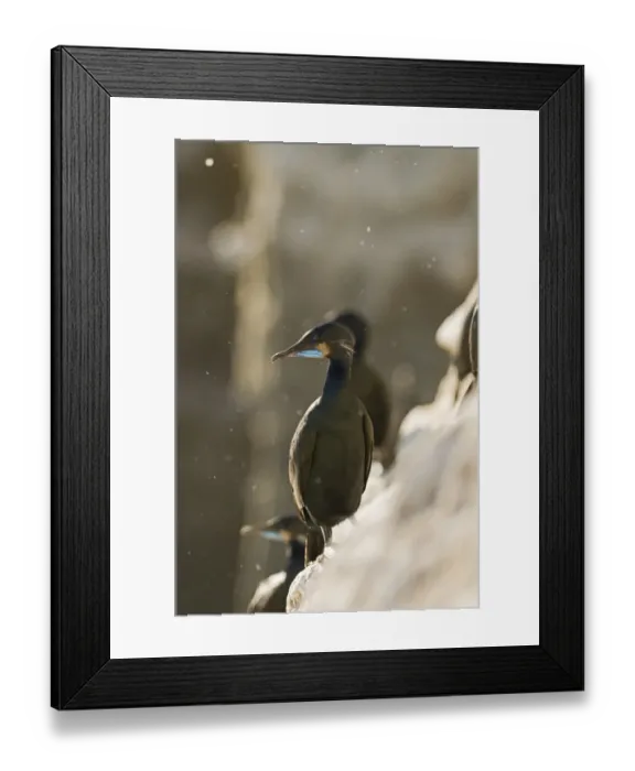 Framed Print : Brandts Cormorant Phalacrocorax penicillatus La Jolla California USA April Framed Print : Brandts Cormorant Phalacrocorax penicillatus La Jolla California USA April