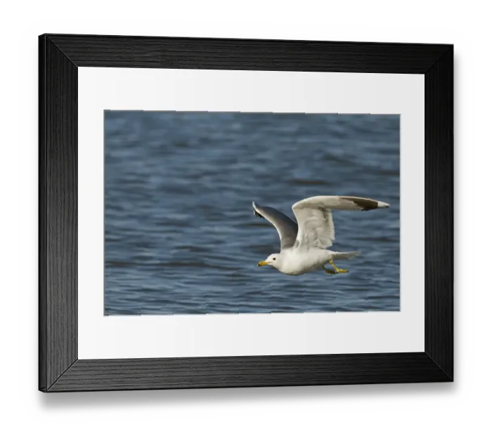 Framed Print : California Gull Larus californicus adult in breeding plumage Salton Sea California Framed Print : California Gull Larus californicus adult in breeding plumage Salton Sea California