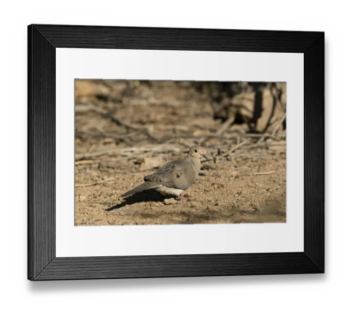 Framed Print : Mourning Dove Zenaida macroura California USA Framed Print : Mourning Dove Zenaida macroura California USA
