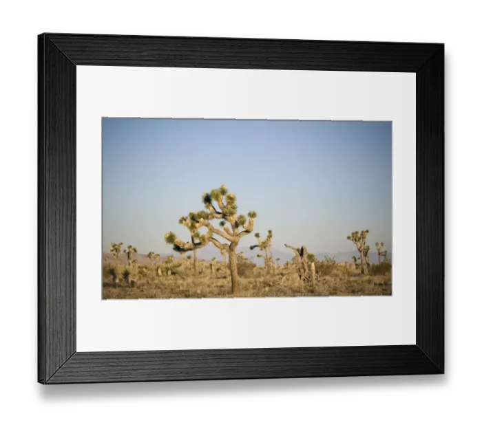 Framed Print : Joshua Trees Yucca brevifolia Joshua Tree National Park California USA April Framed Print : Joshua Trees Yucca brevifolia Joshua Tree National Park California USA April