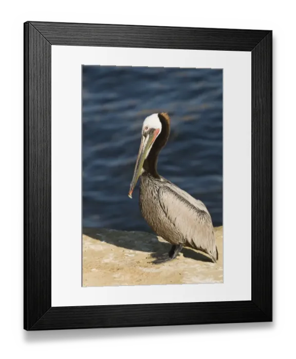 Framed Print : Brown Pelican Pelecanus occidentalis La Jolla California USA April Framed Print : Brown Pelican Pelecanus occidentalis La Jolla California USA April