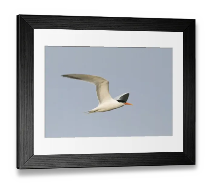 Framed Print : Elegant Tern Sterna elegans Bolsa Chica California April Framed Print : Elegant Tern Sterna elegans Bolsa Chica California April