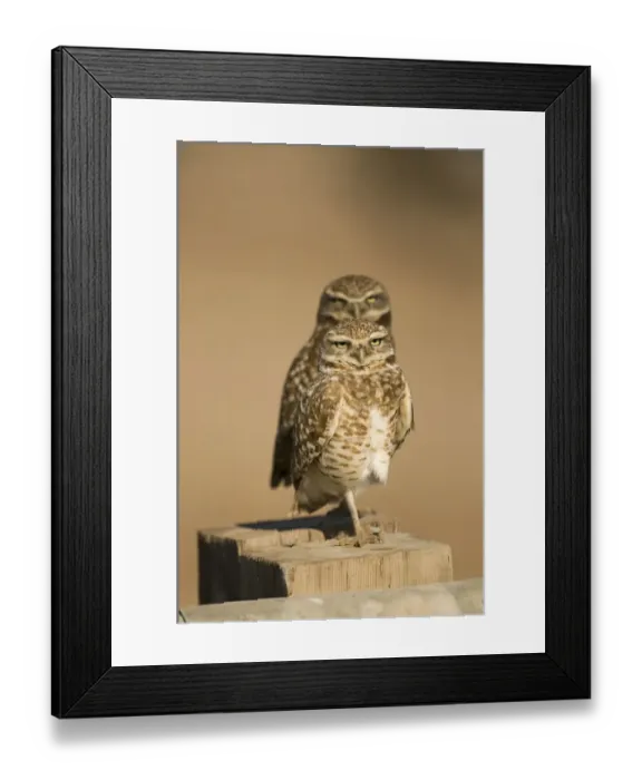Framed Print : Burrowing Owls Athene cunicularia Salton Sea California USA April Framed Print : Burrowing Owls Athene cunicularia Salton Sea California USA April