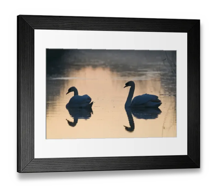 Framed Print : Mute Swan Cygnus olor pair in dyke at dawn Cley NWT Reserve Norfolk Framed Print : Mute Swan Cygnus olor pair in dyke at dawn Cley NWT Reserve Norfolk