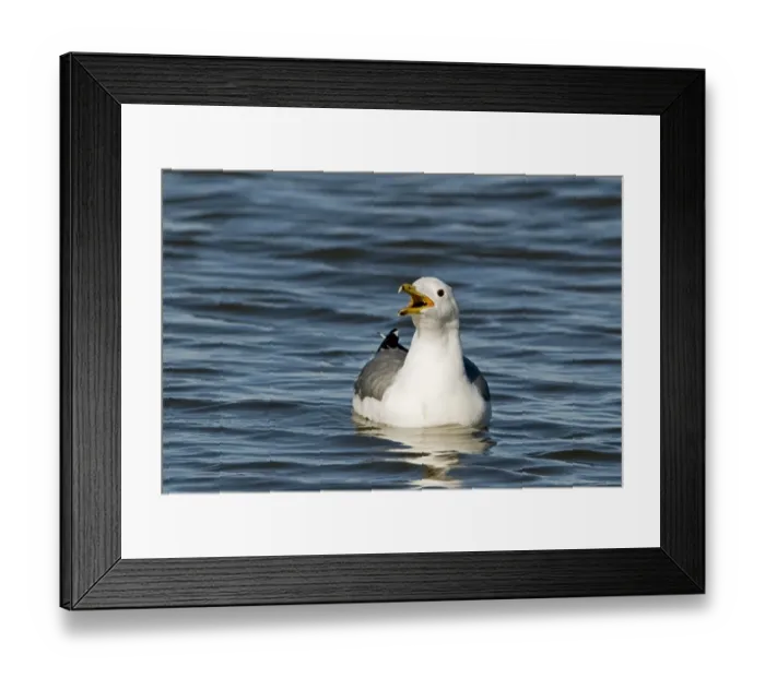 Framed Print : California Gull Larus californicus adult in breeding plumage Salton Sea California Framed Print : California Gull Larus californicus adult in breeding plumage Salton Sea California
